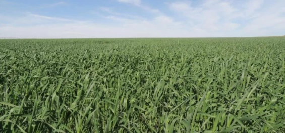 Área reservada à agropecuária no país cresceu 50% em 37 anos.