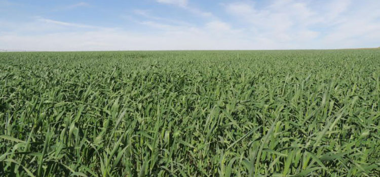 Área reservada à agropecuária no país cresceu 50% em 37 anos.