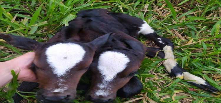 BRASIL: Bezerra nasce com duas cabeças em sítio no interior de Nova Venécia/ES