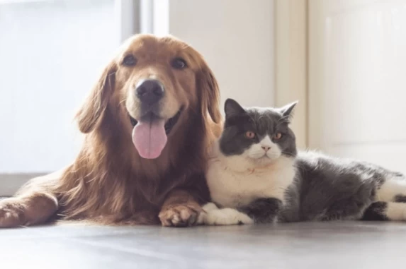 CÁLCULO CIENTÍFICO: Estudo Revela a Idade Humana do seu Pet e Ajuda Donos a Cuidarem Melhor dos Animais