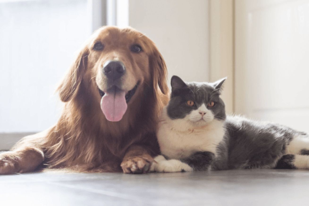 CÁLCULO CIENTÍFICO: Estudo Revela a Idade Humana do seu Pet e Ajuda Donos a Cuidarem Melhor dos Animais