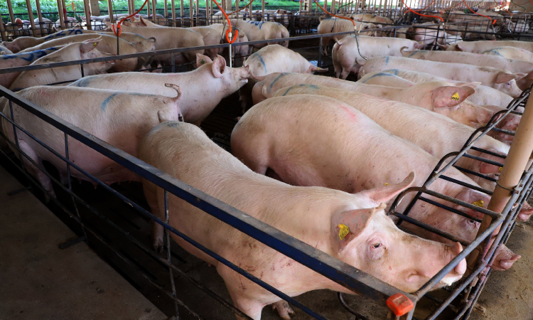 Carne suína do Paraná chega a 70 países; exportações têm 2º melhor 1º semestre da história.