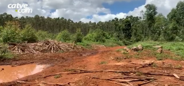 CASCAVEL: Jovem morre após ser atingido por árvore, nas proximidades da Ponte Molhada.