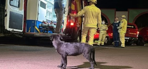 CASCAVEL: Mulher é brutalmente espancada até a morte; animal da vítima a esperava fora da ambulância.