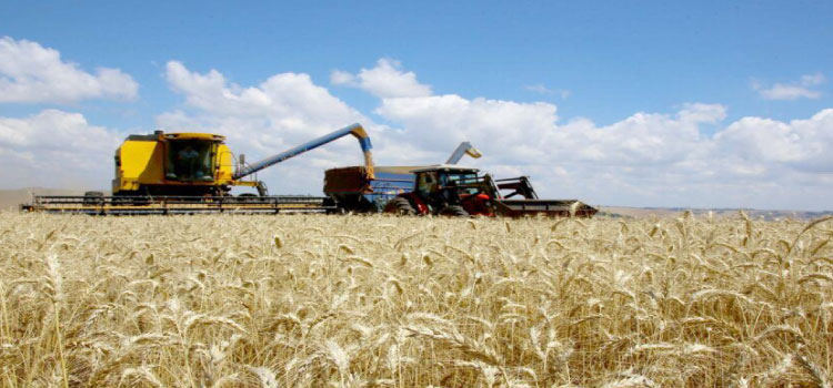 AGRICULTURA: Cereais de inverno podem substituir principais insumos da ração para aves e suínos.