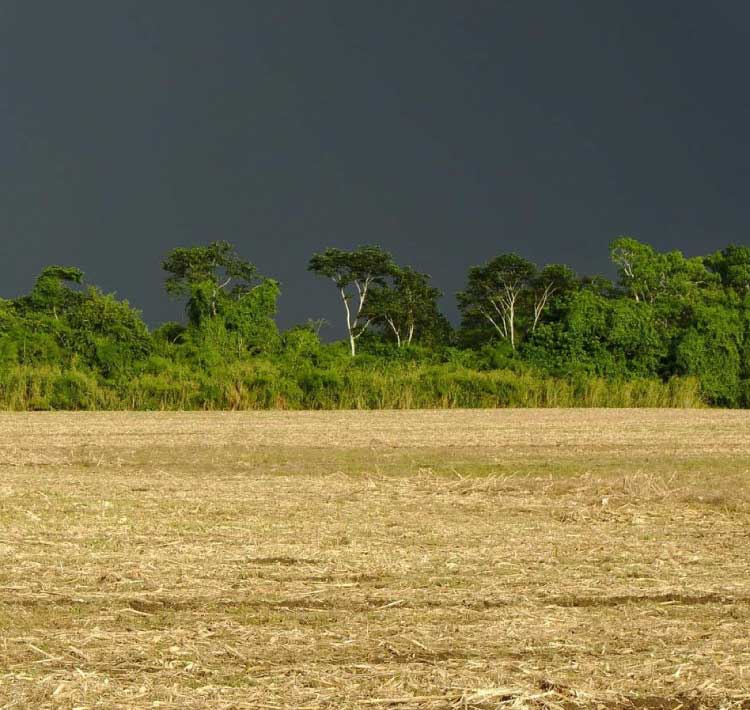 Chuvas de outubro beneficiaram agricultura e pastagens, mostra boletim do IDR-Paraná.