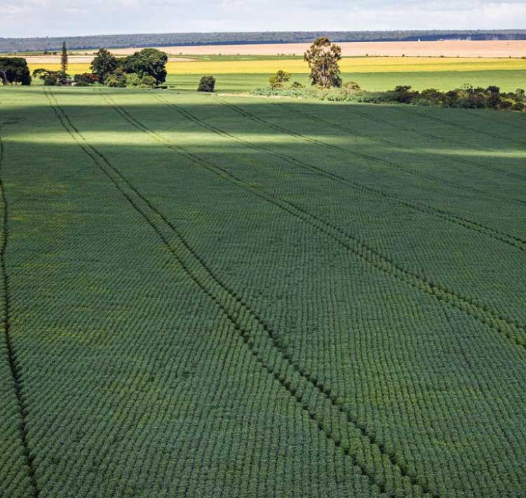 CMN aumenta prazo para análise de pedidos ao Proagro.