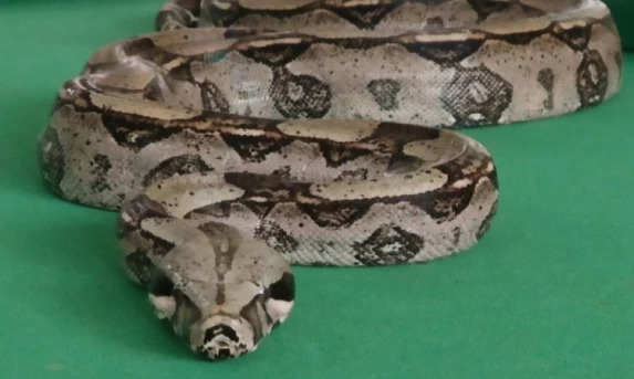 Cobra Jiboia é furtada de recanto em Cascavel