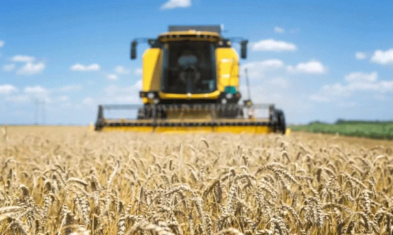 Colheita de trigo no PR atinge 3%; 98% da safrinha de milho está colhida.