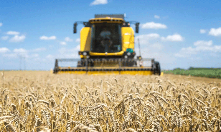 Colheita de trigo no PR atinge 3%; 98% da safrinha de milho está colhida.