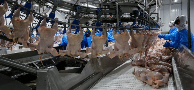 Com avicultura em destaque, Paraná já produziu 4,87 milhões de toneladas de carne neste ano.