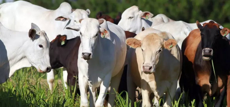 Começa neste sábado a campanha de atualização dos rebanhos no Paraná