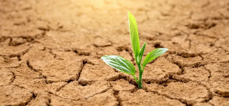 Contratação de apólices de seguro rural cresceu mais que o dobro em 2020