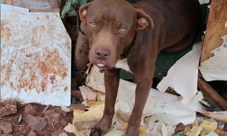 CRUELDADE REVELADA: Polícia Militar e Saúde Animal resgatam cão vítima de graves maus-tratos em Três Barras do Paraná