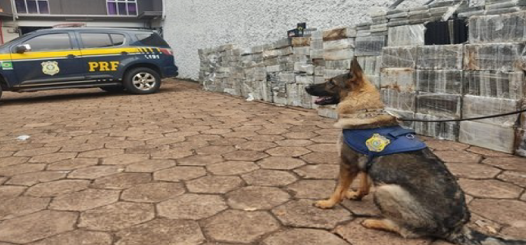 DESCAMINHO: Maior apreensão de cocaína da história da PRF é avaliada em R$ 335 milhões.
