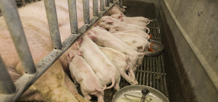 DIARREIA EM SUÍNOS: Problema sanitário prejudica o bem-estar animal e impacta o bolso do criador.