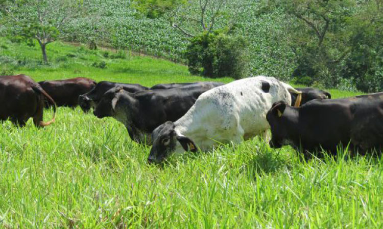 Doença da vaca louca: riscos e prevenção para seu rebanho