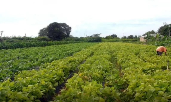 Economia: Acordo Mercosul-UE impulsionará a Agricultura Familiar, afirma ministro Paulo Teixeira