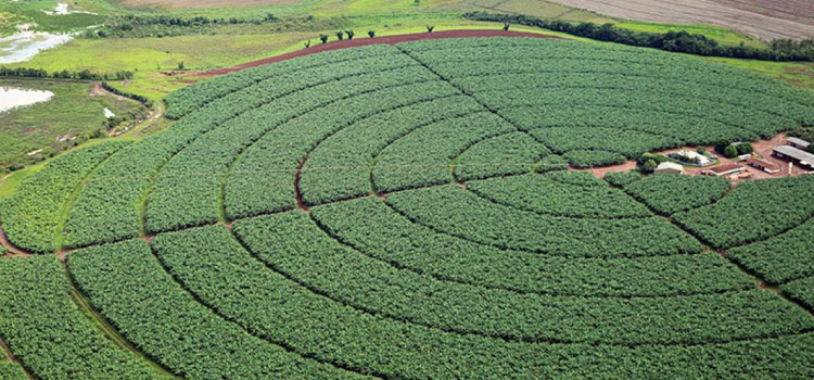 ECONOMIA: Índice de Confiança do Agronegócio tem melhor resultado trimestral.