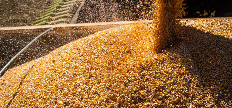 ECONOMIA: Valor da Produção Agropecuária fecha 2022 em R$ 1,189 trilhão.