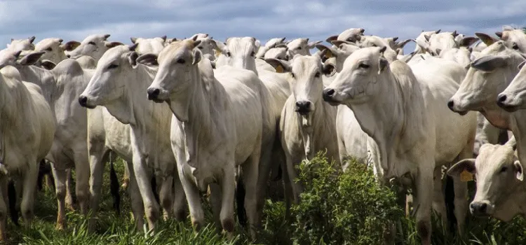 Febre aftosa: 2ª etapa da campanha de vacinação alcança mais de 98% do rebanho nacional