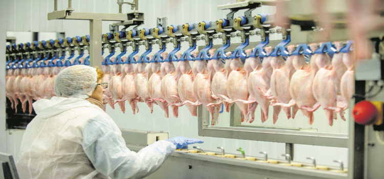 FRANGO: Demanda se aquece e valores reagem em fevereiro.
