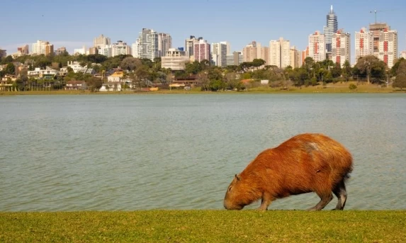 Frente fria traz temperaturas amenas e chuvas isoladas ao Paraná no feriado da Independência