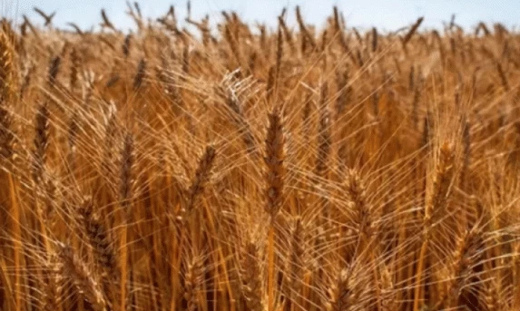Geadas no Sul deixam produtores de trigo em alerta