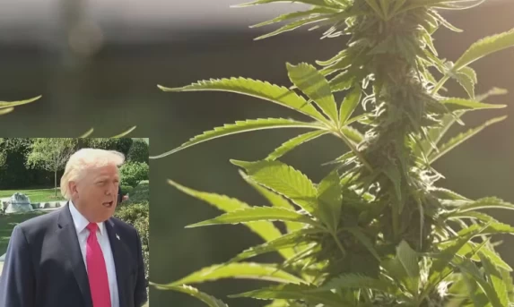 Governo Trump reclassifica maconha medicinal e reduz restrições federais nos EUA