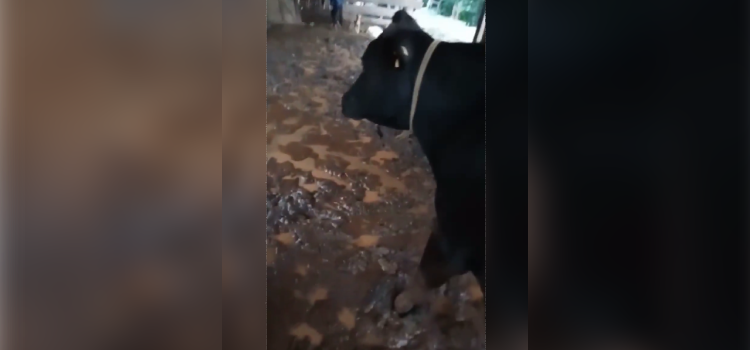 GUARANIAÇU: Agricultora usa redes sociais e mostra o descaso do Poder Público em se tratando de melhorias na sua propriedade rural.