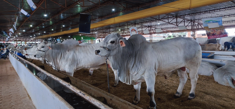 GUARANIAÇU: Agropecuarista guaraniaçuense se destaca na 41ª Edição da Expovel.