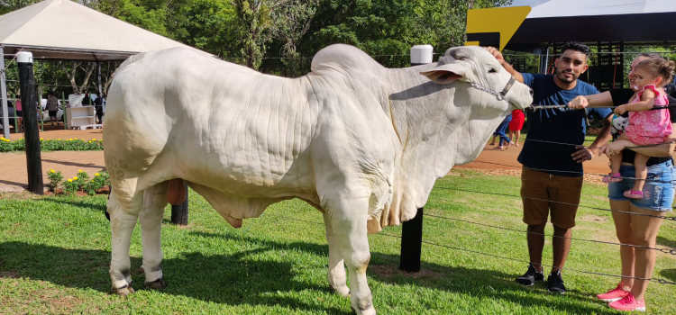 GUARANIAÇU: Agropecuarista guaraniaçuense expõe plantel na 35ª Edição do Show Rural Coopavel.
