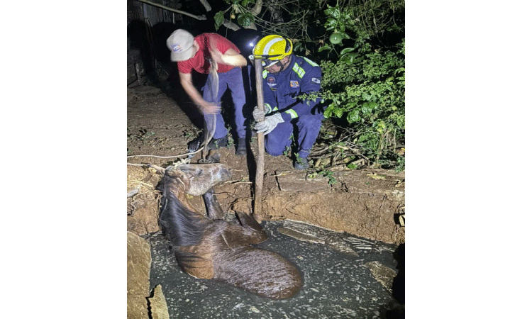 GUARANIAÇU: Cavalo é resgatado após cair em fossa 