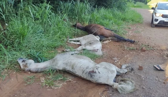 GUARANIAÇU: PRF prende suspeitos de maltratar e abandonar três cavalos às margens da BR 277.