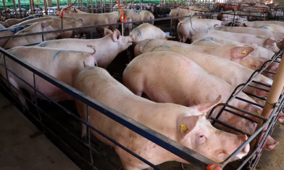 IAT apresenta ao setor produtivo adequações na regulamentação da suinocultura no Paraná.