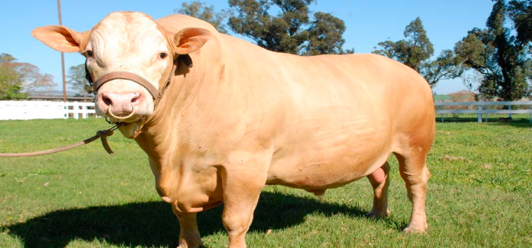 IDR-Paraná e associação de criadores realizam exposição da raça Purunã no Show Rural.