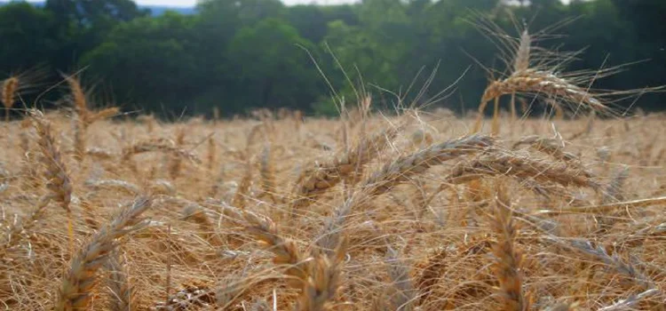 ITR 2021: Termina hoje prazo para declarar imposto sobre propriedade rural