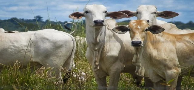 MAL DA VACA LOUCA: Brasil segue com 'risco insignificante' para a doença.