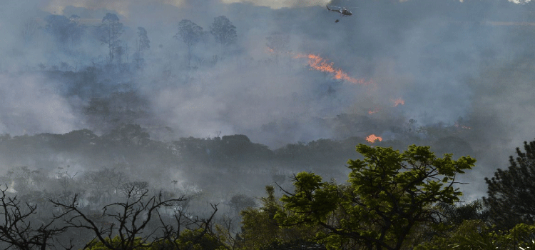 MEIO AMBIENTE: Decreto suspende queimadas em todo território nacional.