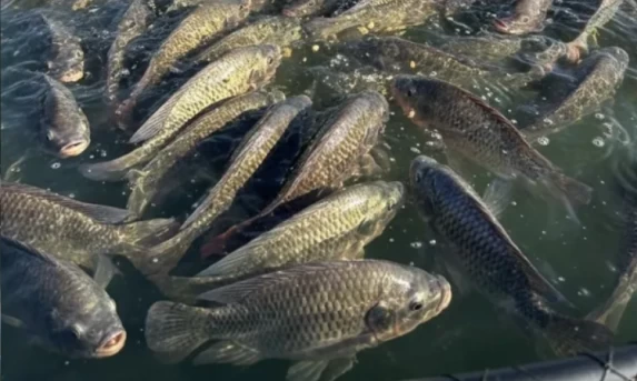 BC informa que teto para rotativo vale a partir desta quarta-feira