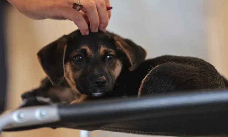 Nova Lei: Publicada Norma que Institui a Guarda Compartilhada de Pets em Caso de Divórcio