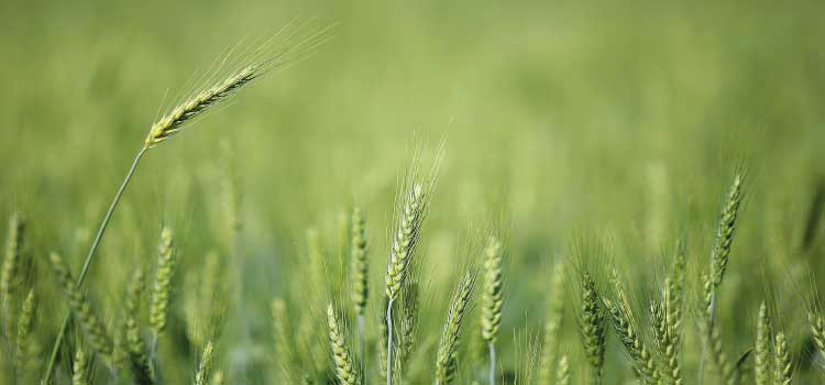 PARANÁ: Baixas temperaturas e geadas fracas não provocaram perdas expressivas na agricultura.