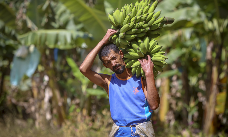 Paraná lidera no país com 359 cidades integradas ao Sistema Nacional de Segurança Alimentar