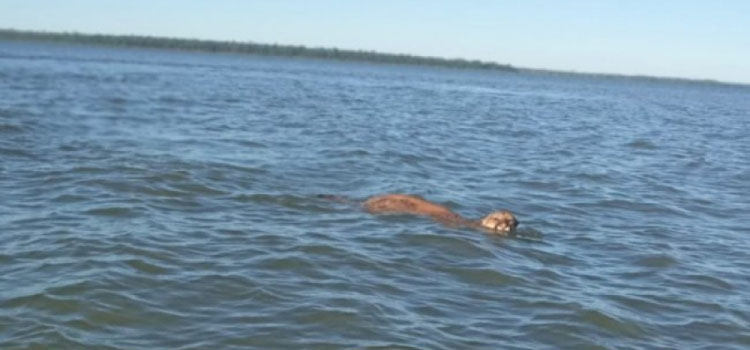 PARANÁ: Onça é flagrada atravessando o lago em Itaipulândia rumo a Santa Helena.