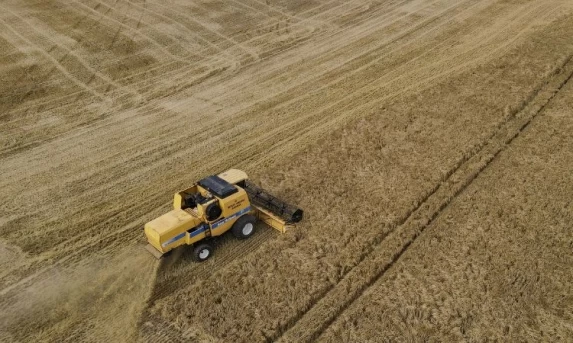 Paraná pode ter safra histórica de cevada em 2025/2026