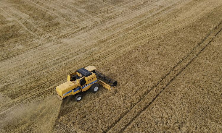 Paraná pode ter safra histórica de cevada em 2025/2026