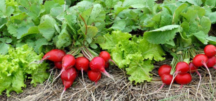 PARANÁ: Política Estadual de Agroecologia será debatida em Audiência Pública