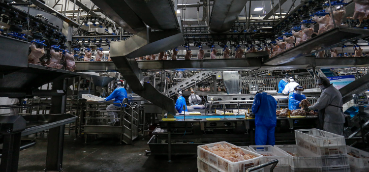 Paraná produz um terço da carne de frango do Brasil