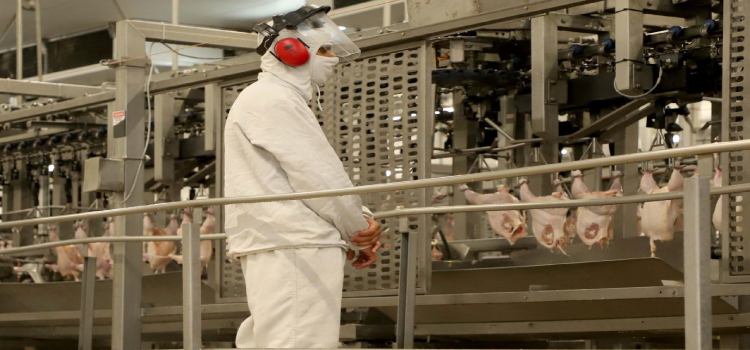 Paraná responde por um terço da produção de frango do Brasil.