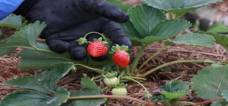 PARANÁ: Tecpar abre vaga para bolsista de agronomia em programa de certificação de orgânicos.
